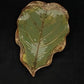 Green & Copper Leaf